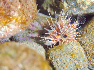 広げた羽根が美しいキリンミノ（フサカサゴ科）の幼魚。
英名学名：Zebra turkeyfish (Dendrochirus zebra) 
静岡県伊豆半島賀茂郡南伊豆町中木ヒリゾ浜2024年
