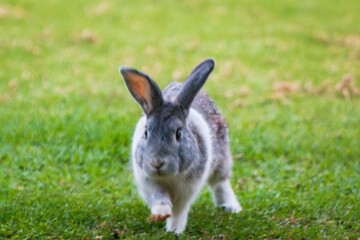 Playful Grey and White Rabbit Hopping Across the Lawn
