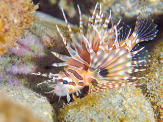 広げた羽根が美しいキリンミノ（フサカサゴ科）の幼魚。
英名学名：Zebra turkeyfish (Dendrochirus zebra) 
静岡県伊豆半島賀茂郡南伊豆町中木ヒリゾ浜2024年
