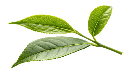 Obraz premium Isolated Green Leaf on White Background