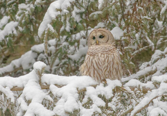 Barred Owl In A Snowy Evergreen Tree