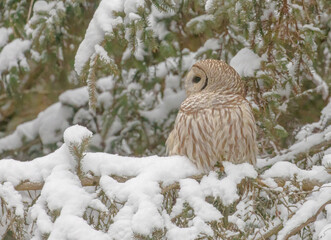 Barred Owl In A Snowy Evergreen Tree