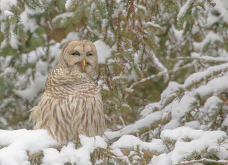 Barred Owl In A Snowy Evergreen Tree