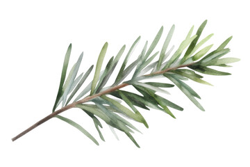 Obraz premium A detailed illustration of an evergreen fir tree branch featuring vibrant green needles and a delicate brown stem. Ideal for seasonal designs and nature-themed projects