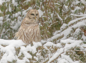 Barred Owl In A Snowy Evergreen Tree