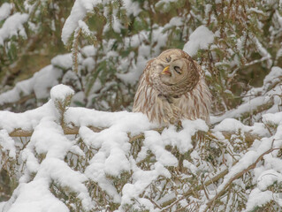 Barred Owl In A Snowy Evergreen Tree