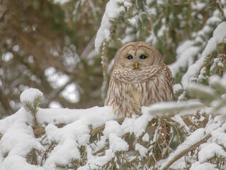 Barred Owl In A Snowy Evergreen Tree