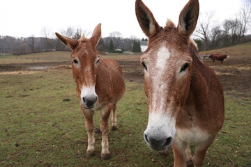 Two Mules in a Pasture