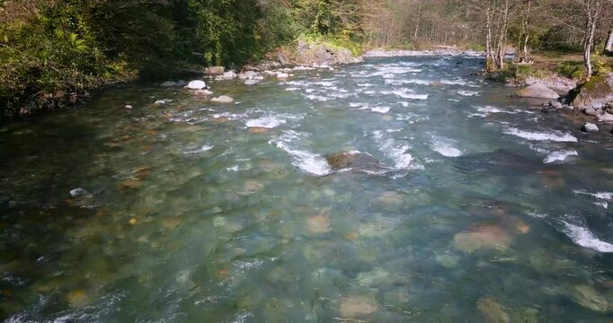 river in the forest