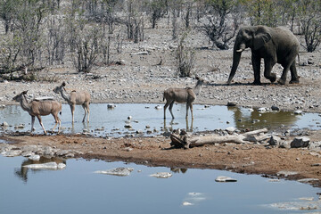 Obraz premium Etosha National Park, Namibia