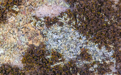 Lichen And Moss Growing Over A Stone