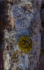 Lichens Growing On Bark Of Tree