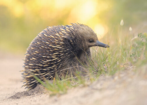 A charismatic, wild short-beaked echidna (Tachyglossus aculeatus) foraging in sandy habitat with dramatic warm background lighting