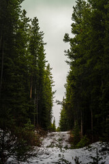 Path Through the Forest: A Blend of Winter's Breath and Autumn's Calm