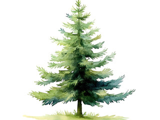 Fototapeta premium Watercolor Evergreen Tree Illustration