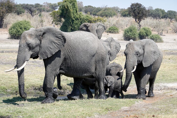Chobe National Park in Botswana