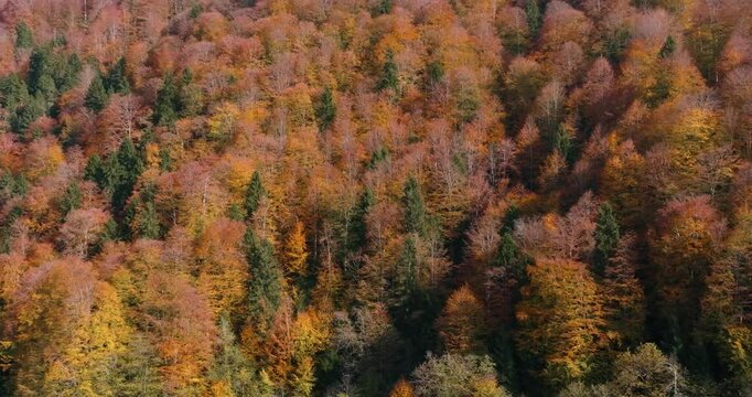 autumn in the forest