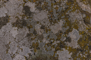 Colourful Rock With Lichens