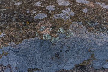 Map Lichens In Northern Ontario