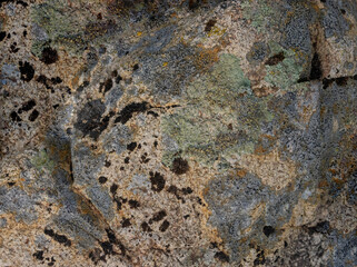 Map Lichens In Northern Ontario