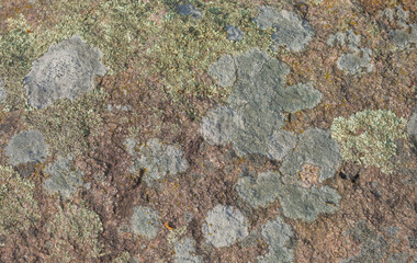 Map Lichens On Manitoulin Island