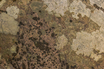 Map Lichens In Northern Ontario