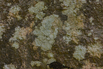 Map Lichens In Northern Ontario