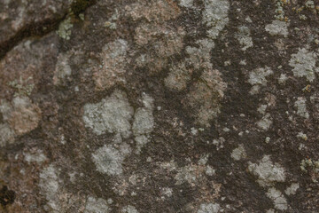 Map Lichens In Northern Ontario