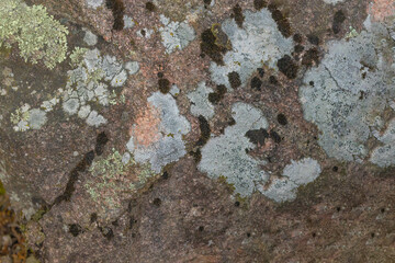 Map Lichens On Manitoulin Island