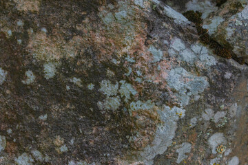 Map Lichens On Manitoulin Island
