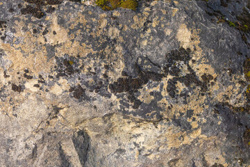 Moss And lichens On A Stone