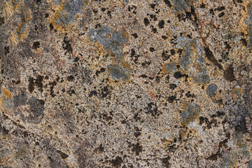 Moss And lichens On A Stone In Nothern Ontario