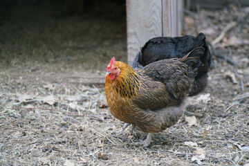 Hens engage in natural behavior, foraging on the ground near a fence in a chicken farm during daytime