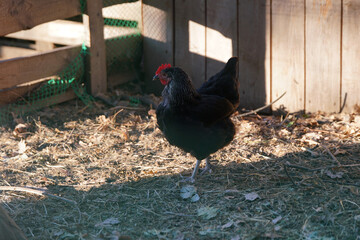 Hens engage in natural behavior, foraging on the ground near a fence in a chicken farm during daytime