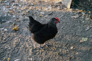 A rooster explores an outdoor farm area, surrounded by wooden structures and natural ground cover under bright daylight