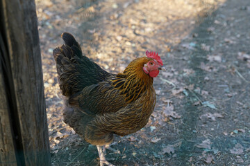 A rooster explores an outdoor farm area, surrounded by wooden structures and natural ground cover under bright daylight