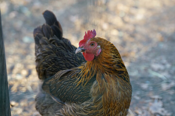Naklejka premium The rooster displays its striking red comb and wattles, detailed feathers, and alert expression in a natural setting, highlighting its beauty