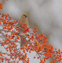 Pine Grosbeaks Feeding On Berries