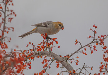 Pine Grosbeaks Feeding On Berries