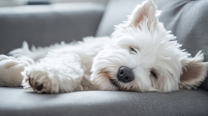 A fluffy white dog peacefully sleeping on a couch.