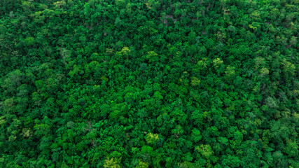 aerial view of dark green forest Abundant natural ecosystems of rainforest. Concept of nature forest preservation and reforestation	