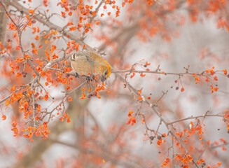 Pine Grosbeaks Feeding On Berries