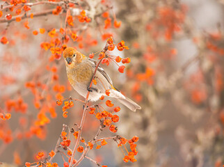 Pine Grosbeak Feeding On Berries