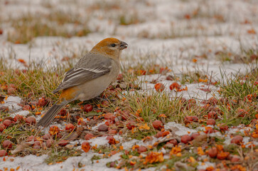 Pine Grosbeak Feeding On Berries