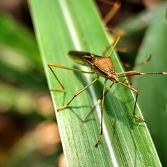 stinging grasshopper is perched on the leaves of a rice plant