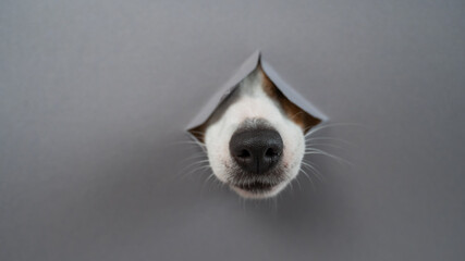 The nose of a Jack Russell Terrier dog sticks out through a gray cardboard background. Copy space. 