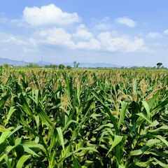 green  corn field under the hot sun and blue sky