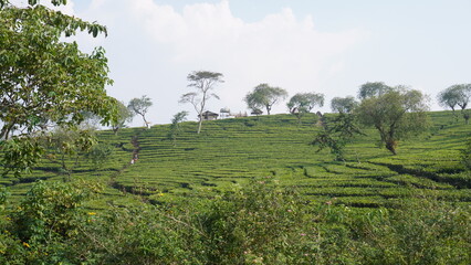 The vast expanse of tea gardens is accompanied by trees in between