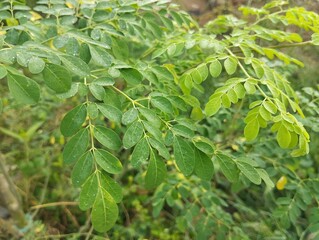 Moringa oleifera or Moringa leaves It is a plant that is often found in tropical areas such as Indonesia and has many health benefits. 