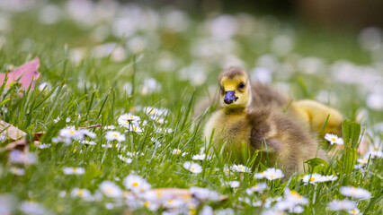 beautiful cute canada goose chick lays in the grass between daisy flowers in Christchurch Botanic...